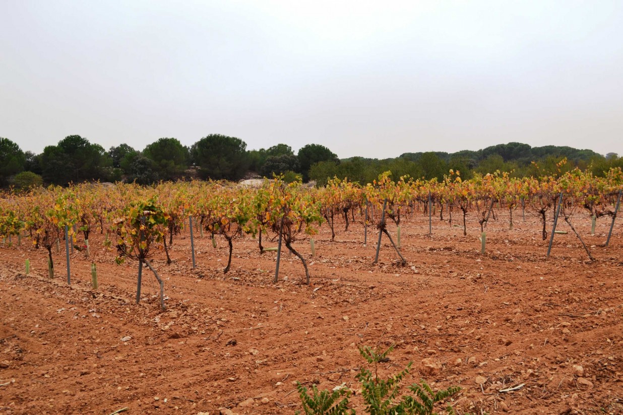 Malestar en los viticultores de Castilla-La Mancha por no poder plantar sus viñas por motivos administrativos