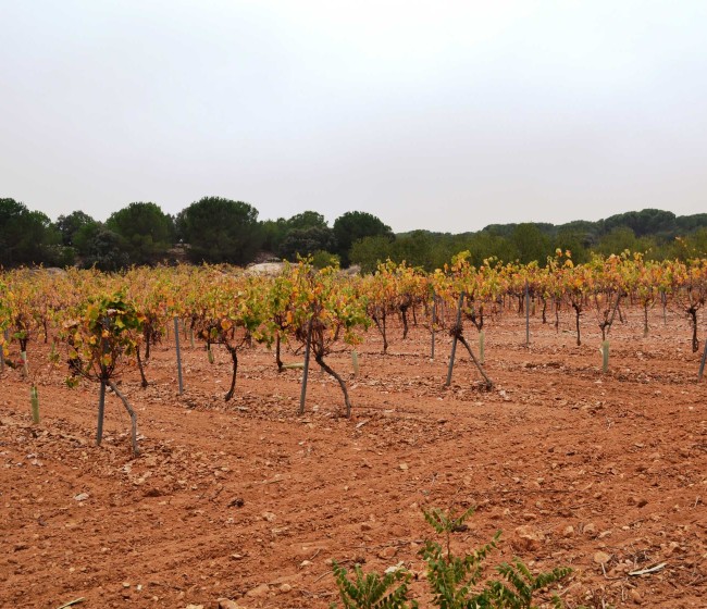 Malestar en los viticultores de Castilla-La Mancha por no poder plantar sus viñas por motivos administrativos