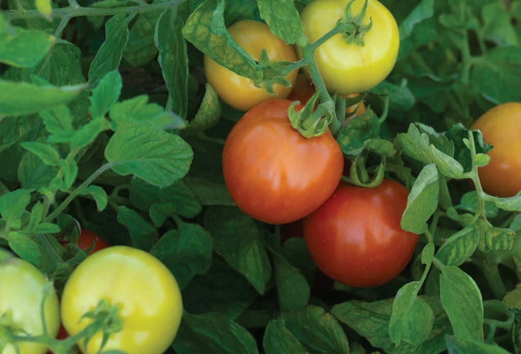 El sector tomatero del sur de la UE pide medidas excepcionales ante una campaña muy desequilibrada