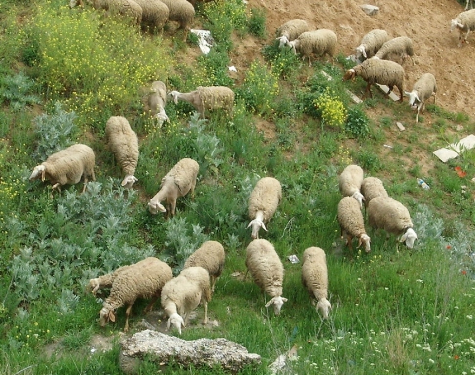 El precio en origen de los corderos en Castilla y León está por los suelos