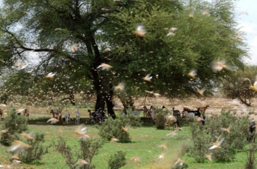 Los eurodiputados apoyan nuevas reglas para luchar contra las plagas de plantas en la UE