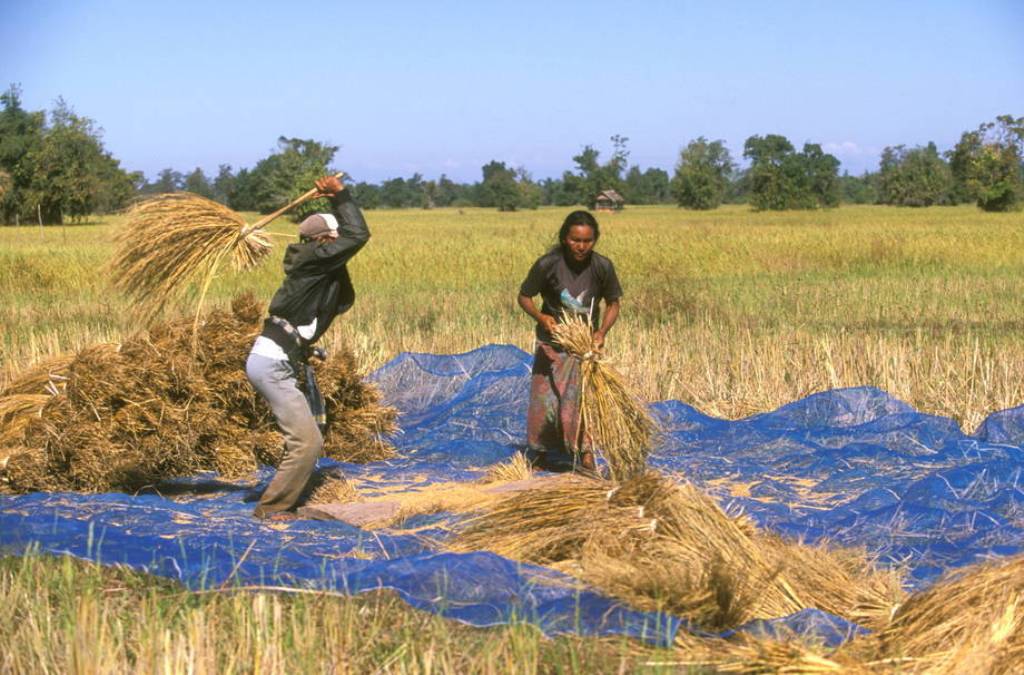 El azúcar empujó ligeramente al alza el Índice de Precios de los Alimentos básicos de la FAO en marzo