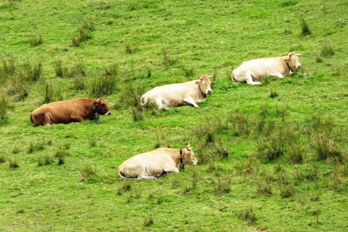 La enfermedad de la «lengua azul» en ganado rumiante se extiende a cuatro quintas partes de Francia