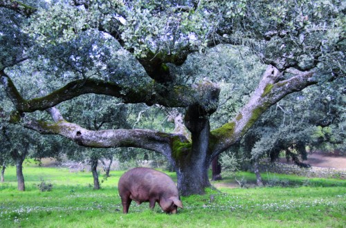 2016, el año esperado para el asentamiento definitivo del sector ibérico