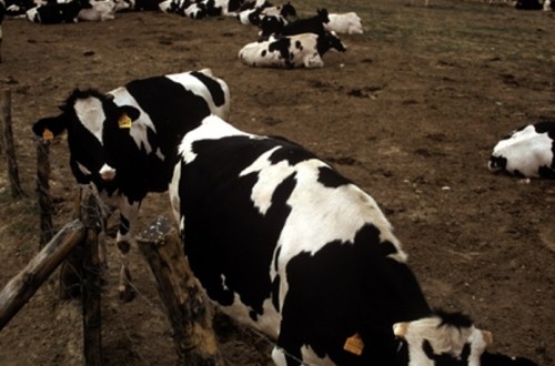 Bruselas publica los reglamentos para la planificación voluntaria de la producción de leche de vaca