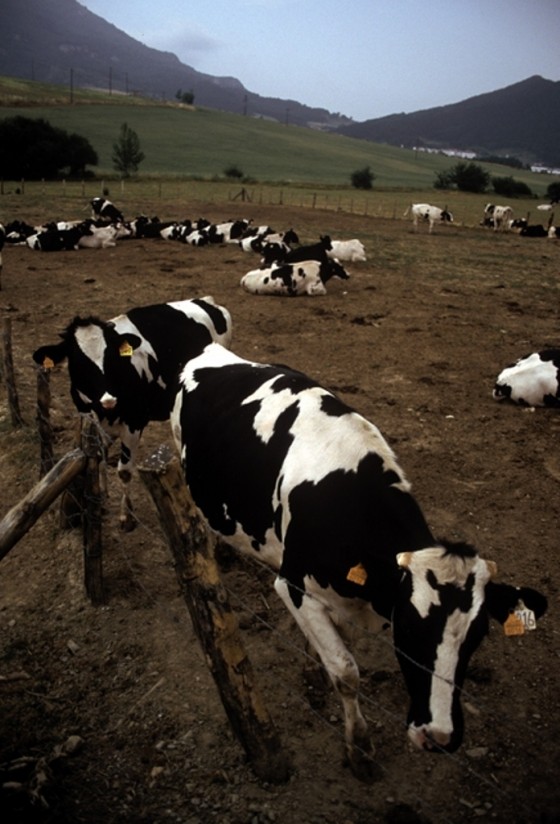Bruselas publica los reglamentos para la planificación voluntaria de la producción de leche de vaca