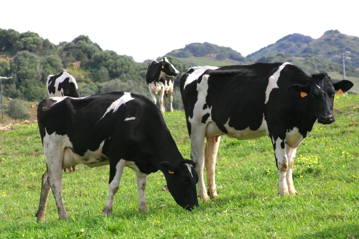 Las entregas de leche de vaca a primeros compradores volvieron a subir un 7% en febrero pasado