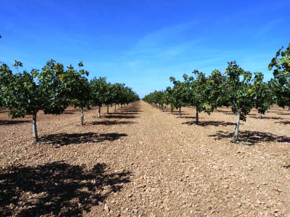 La Plataforma de Agricultura Ecológica de C-LM, contra el Gobierno regional