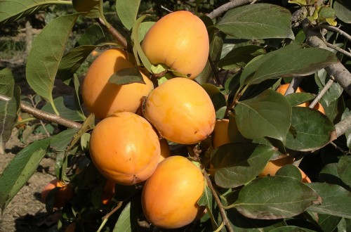 Bruselas presenta su propuesta para prorrogar las ayudas al sector hortofrutícola