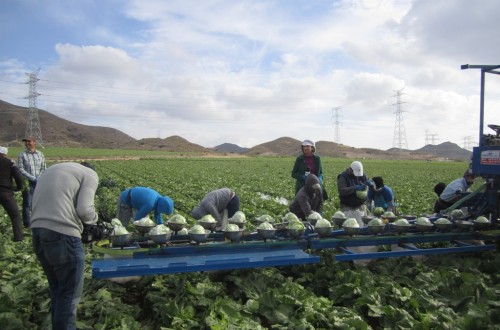 La oferta de lechuga Iceberg en el mercado se reduce a la mitad durante abril