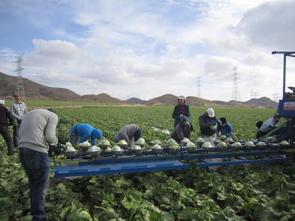 La oferta de lechuga Iceberg en el mercado se reduce a la mitad durante abril