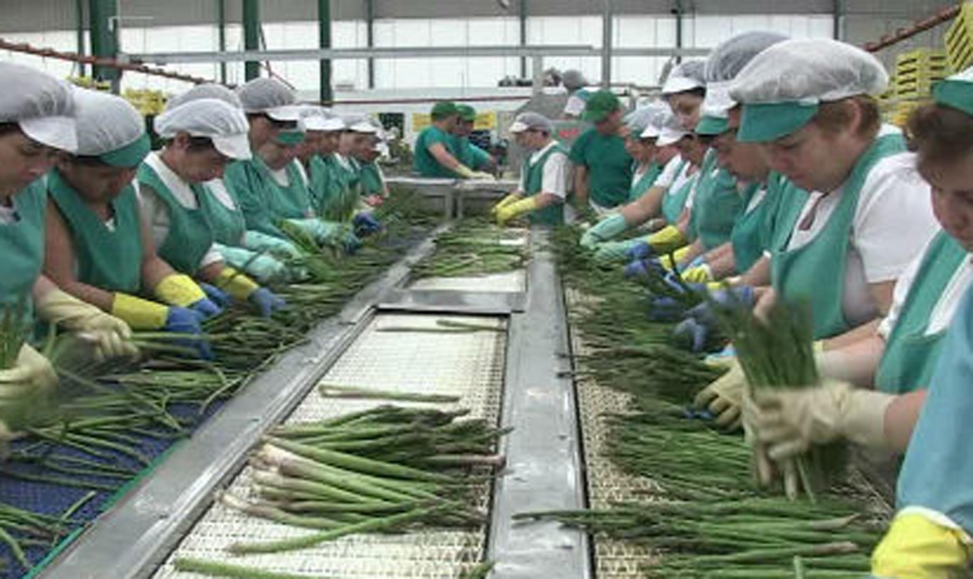 El sector del espárrago espera cosechar 60 millones de kilos, un 15% más que en 2024