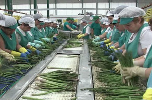 El sector del espárrago espera cosechar 60 millones de kilos, un 15% más que en 2024