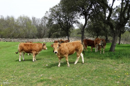 Informe del sector ganadero español contra un acuerdo TTIP «desequilibrado e injusto»