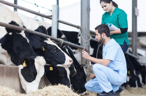 Solidez en los programas contra las enfermedades animales en la UE, pero dudas en su relación coste-eficacia