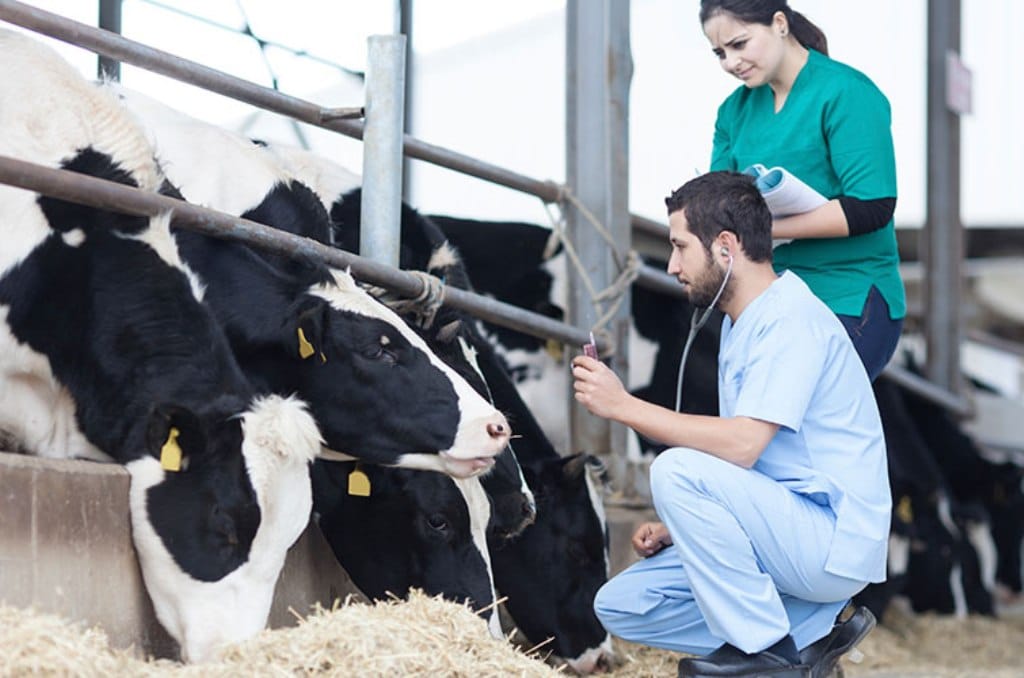 Solidez en los programas contra las enfermedades animales en la UE, pero dudas en su relación coste-eficacia