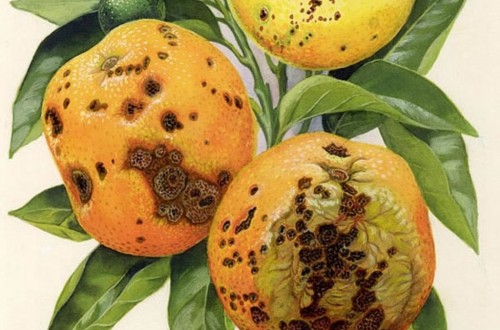 Bruselas debilita el control de las importaciones de cítricos para prevenir la «mancha negra»