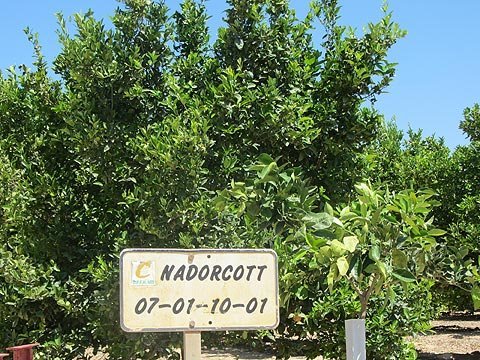 La UNIÓ denuncia posibles problemas por una nueva concesión de licencias de mandarinas Nadorcott