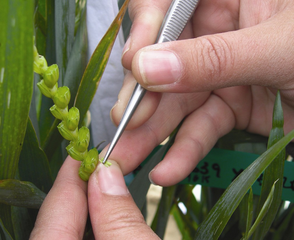 Las nuevas técnicas de edición genómica permitirían reducir a la mitad el tiempo para lanzar una nueva variedad al mercado