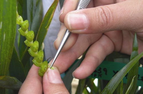 El sector de la mejora vegetal busca jóvenes agrónomos