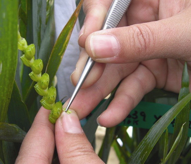 Agrosemillas inaugura en Cuenca sus nuevas instalaciones