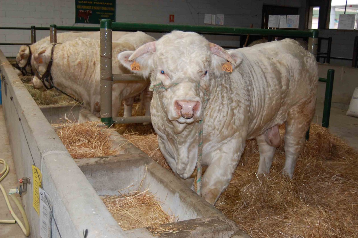 Asoprovac destaca que la exportación de carne de vacuno se incrementó un 30% en 2015