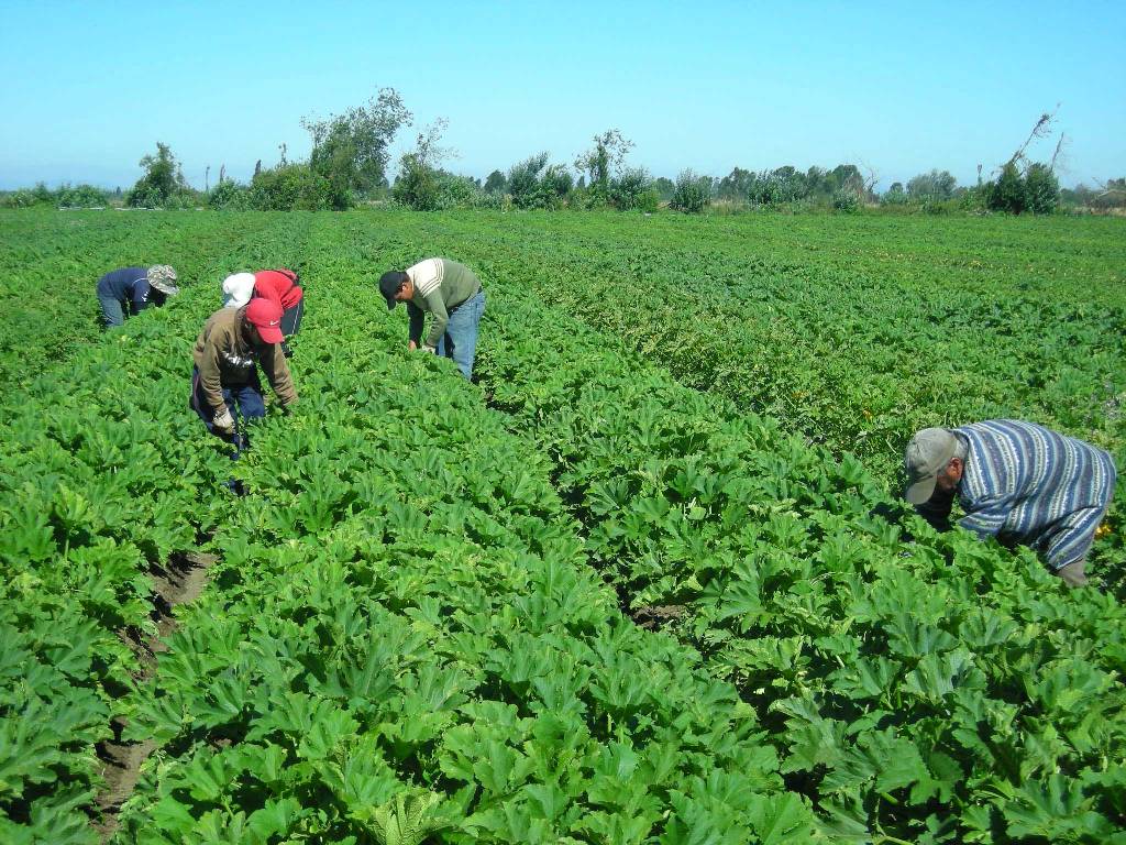 La ocupación en la rama de Agricultura es del 75% de los activos, con 777.400 trabajadores