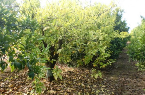 Estrategias para la gestión integrada de las enfermedades causadas por Phytophthora en cítricos