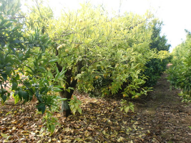 Estrategias para la gestión integrada de las enfermedades causadas por Phytophthora en cítricos