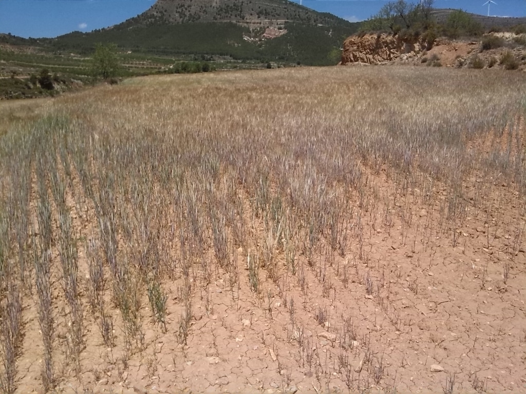 El BOE publica la esperada Orden de rebaja de los módulos agrarios del IRPF de 2015