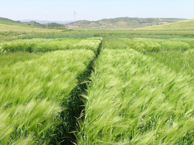 El Itagra celebra el 10 de junio la jornada de Visita a los Campos de Ensayo y Experimentación