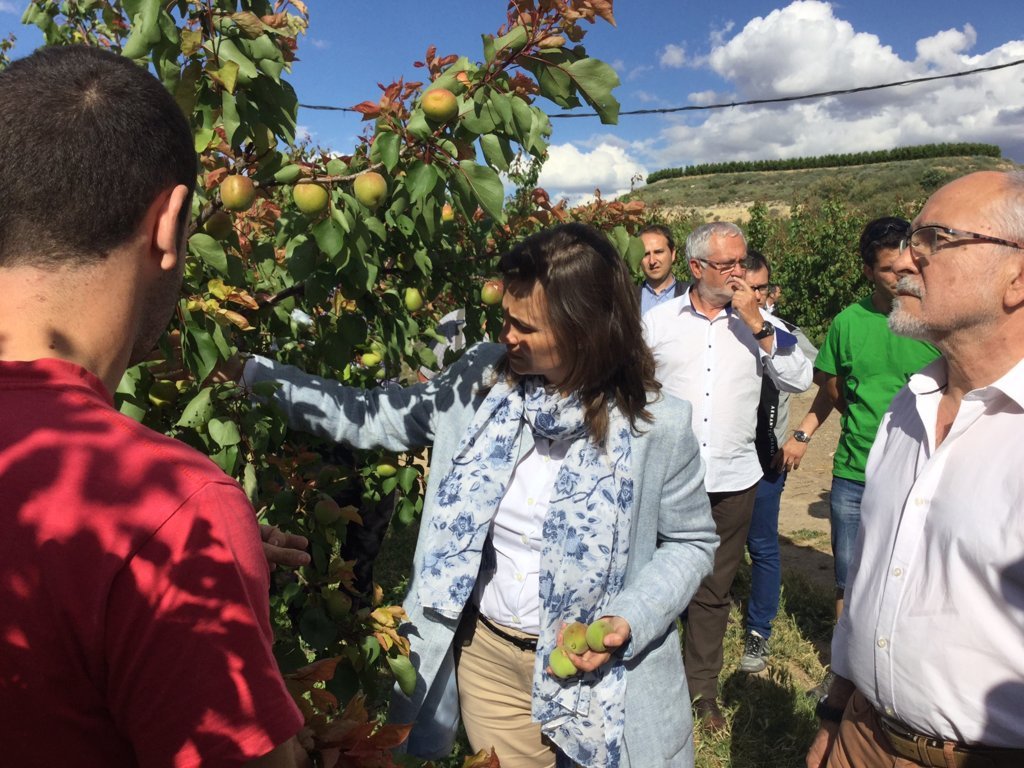 Las últimas granizadas dañan 3.340 ha de fruta dulce y 2.150 ha de cereales en comarcas de Lleida
