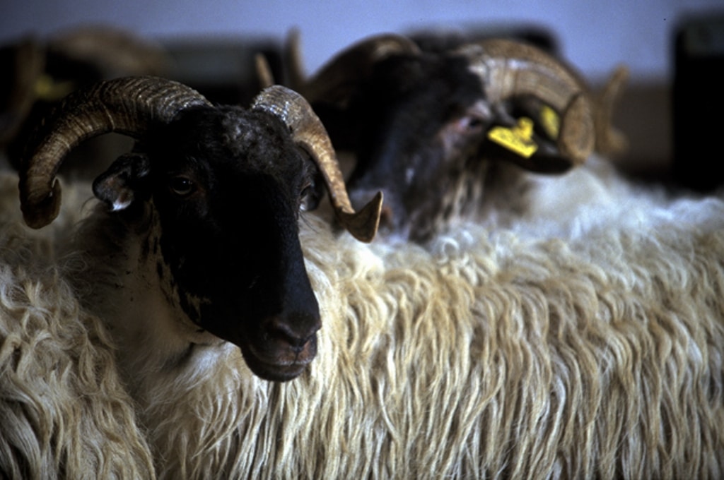 Bajos precios de la leche de ovino y ruptura de las condiciones contractuales en Castilla y León