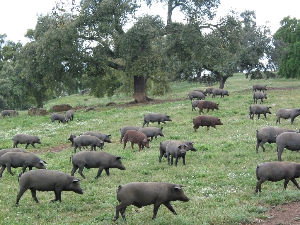 Aprobada la distribución de las ayudas excepcionales para el sector porcino ibérico