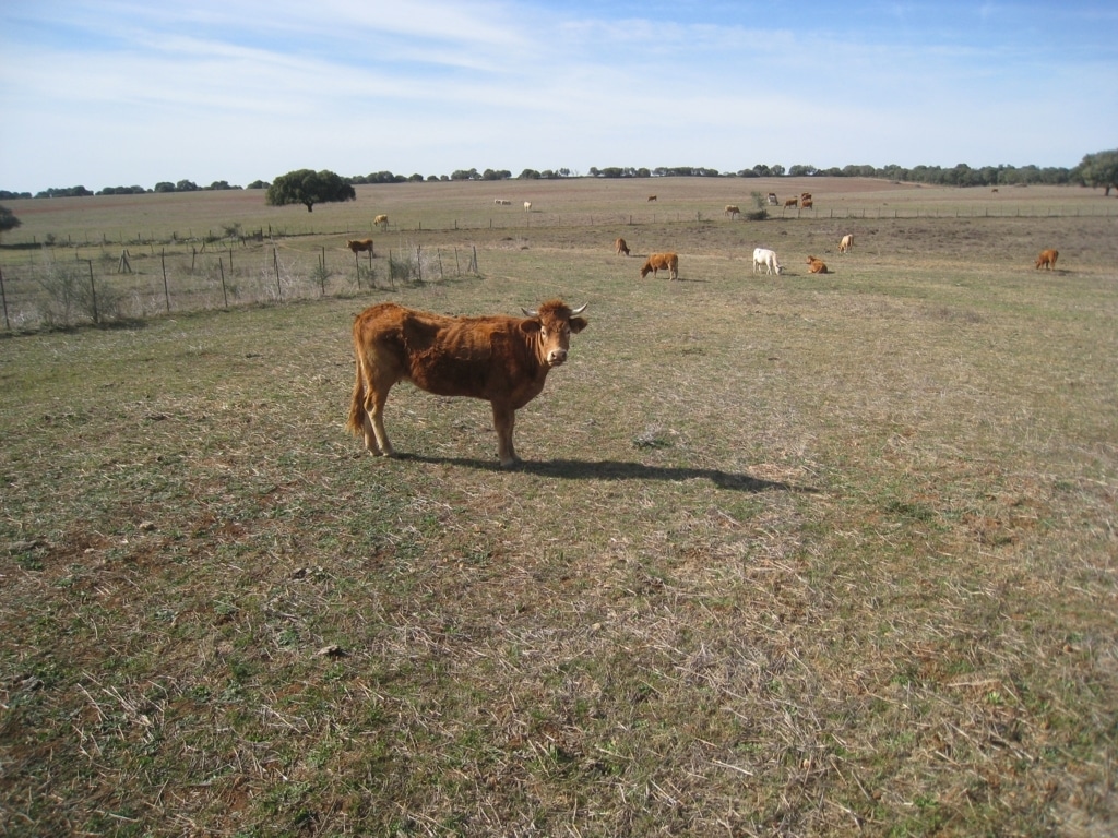 El capital asegurado de la producción agraria alcanzó un máximo histórico de más de 12.000 M€ en 2015