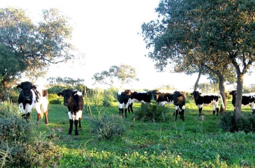 El sector vacuno español supera el «hándicap» de la EEB y podrá exportar más a terceros países