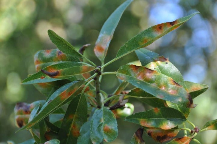 Susceptibilidad varietal del almendro a la mancha ocre en Andalucía