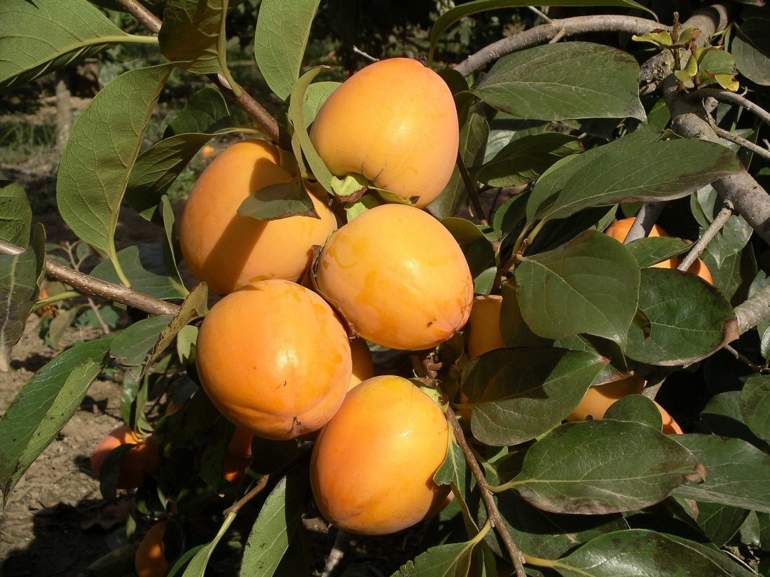 La exportación de frutas y hortalizas desciende un 2,6% en volumen en el primer trimestre