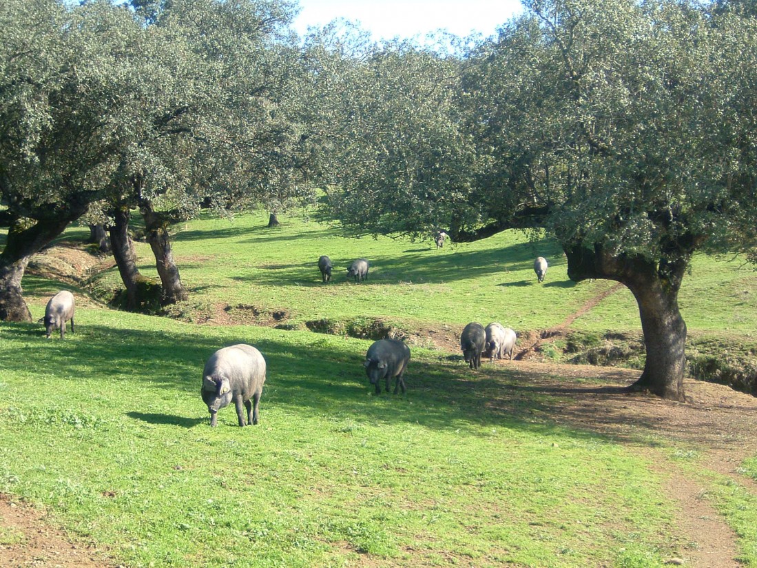 UPA-UCE destaca la consolidación del porcino Ibérico como sector estratégico