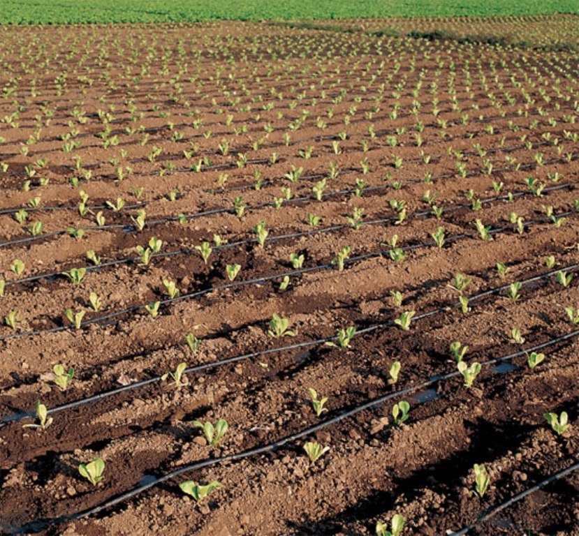 Mejora un 22% la producción asegurada de las líneas agrícolas del Plan 2016, según ENESA