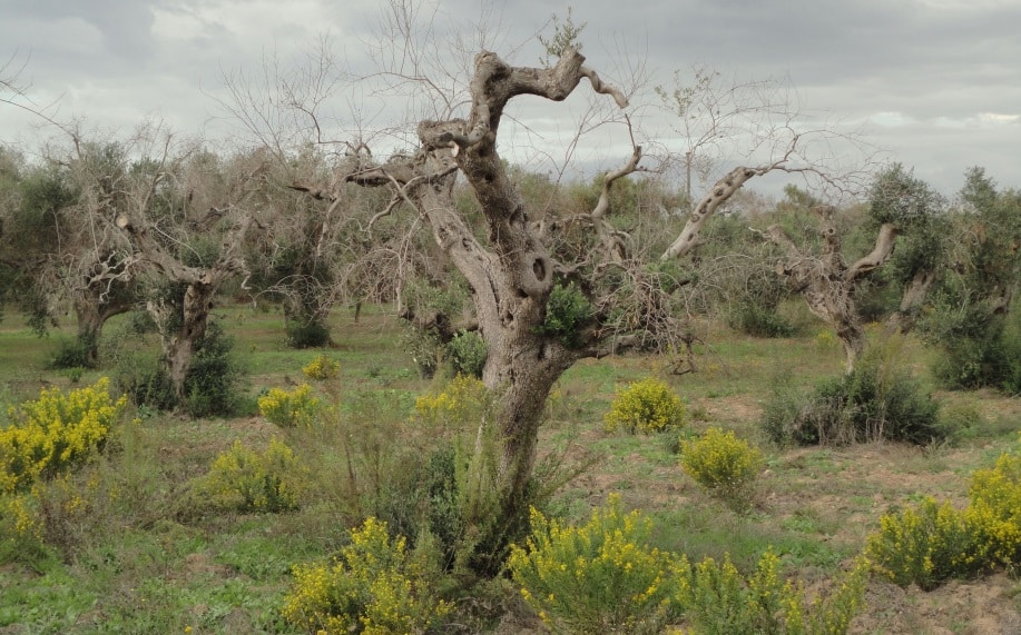 Tradecorp fima un acuerdo de colaboración con el CSIC para la investigación en Xylella fastidiosa