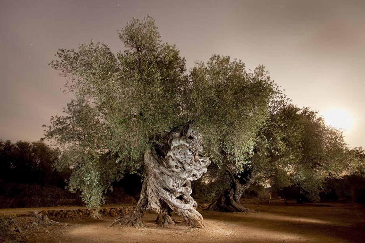 Un árbol de Castellón gana el Premio AEMO al Mejor Olivo Monumental de España 2016