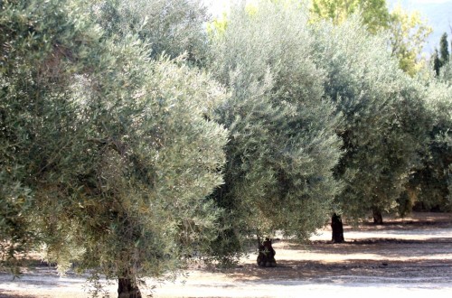 Jornada «Olivar y Cambio climático» en el Ministerio de Agricultura, Alimentación y Medio Ambiente