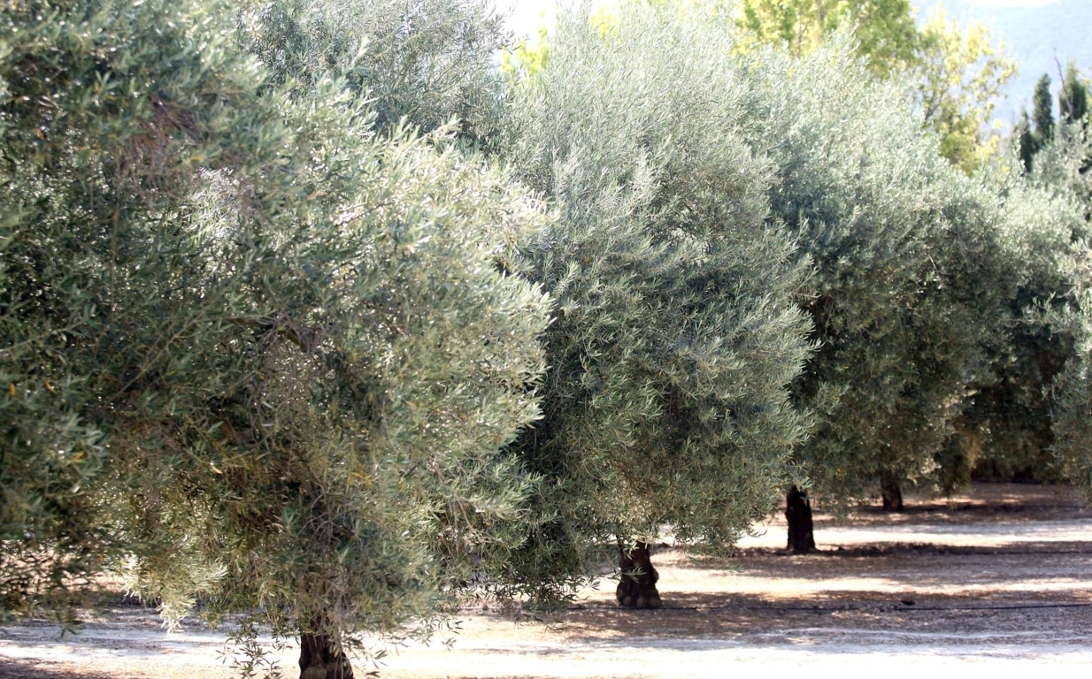 Jornada «Olivar y Cambio climático» en el Ministerio de Agricultura, Alimentación y Medio Ambiente