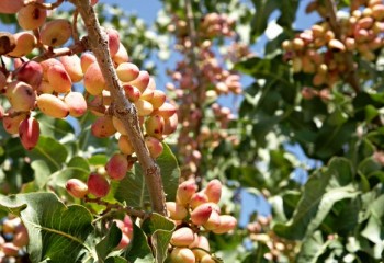 Estudio de la variabilidad agronómica y calidad del pistacho