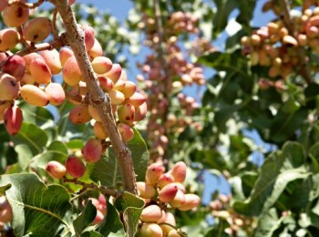 Estudio de la variabilidad agronómica y calidad del pistacho