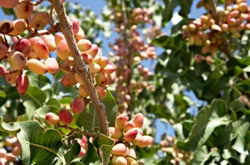 Estudio de la variabilidad agronómica y calidad del pistacho