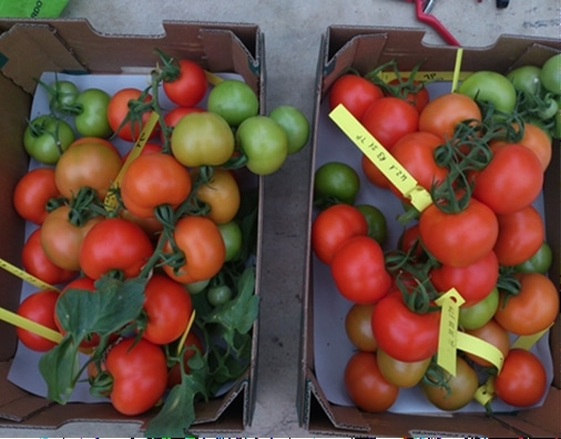 Symborg mejora la productividad de tomate cultivado en bolsas de arena