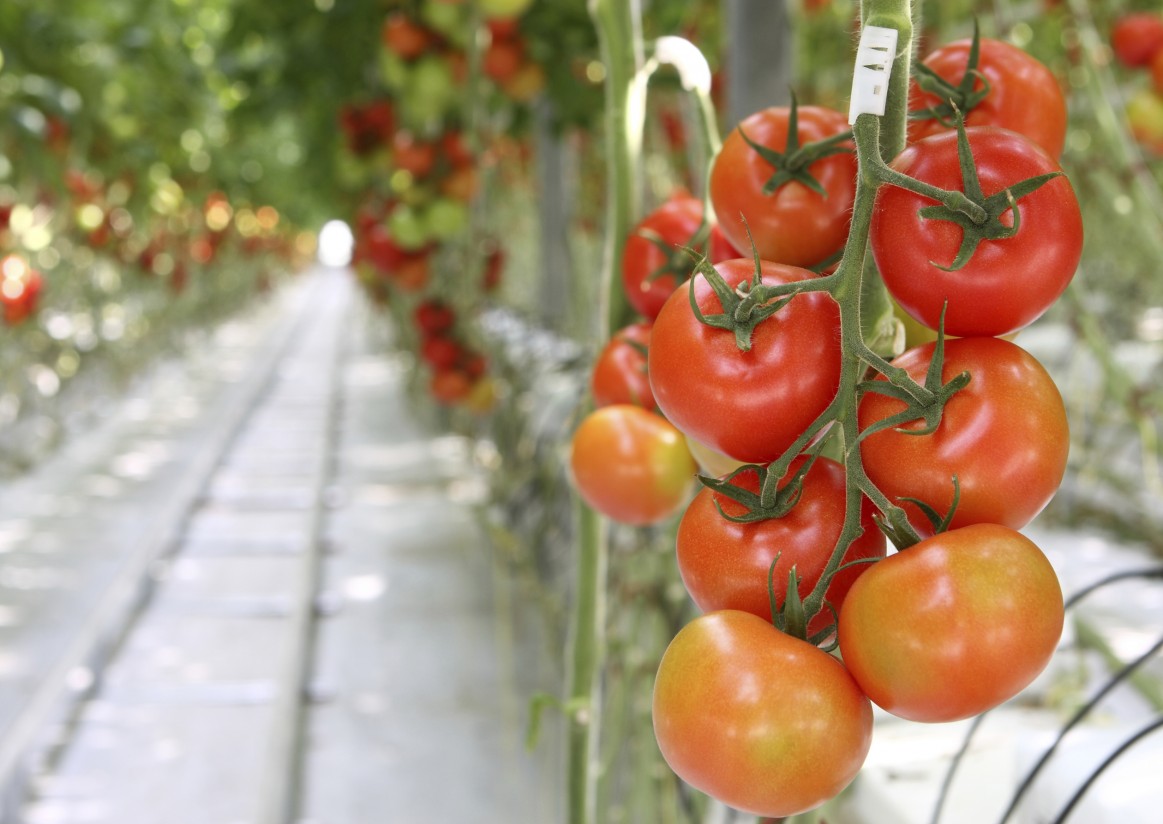 Comienza en Almería el I Simposio de Agricultura Ecológica