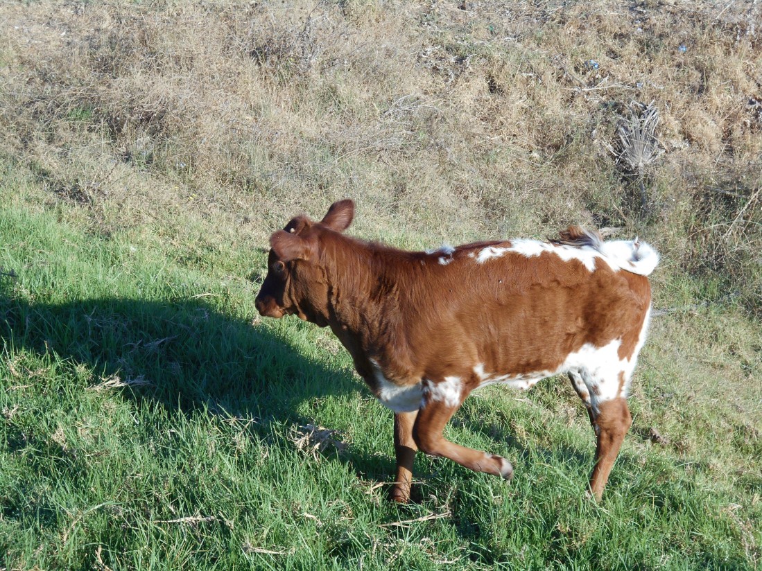 Unión de Uniones, preocupada por la evolución de la tuberculosis bovina